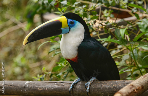 White-throated Toucan (Ramphastos tucanus), Ecuador photo