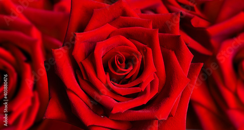 Red rose flower macro