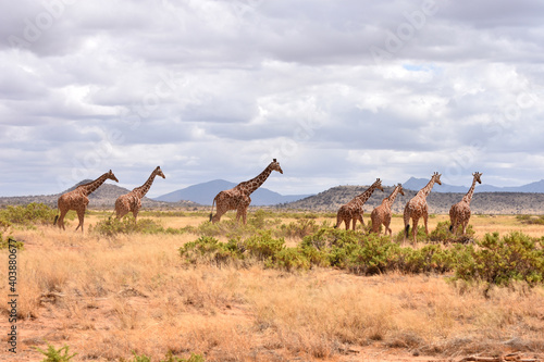 View of Samburu National Reserve, Kenya © Takashi
