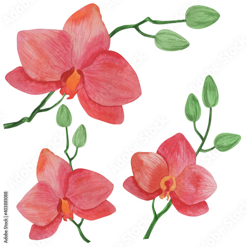 Watercolor illustration, orchid flowers, isolate on a white background