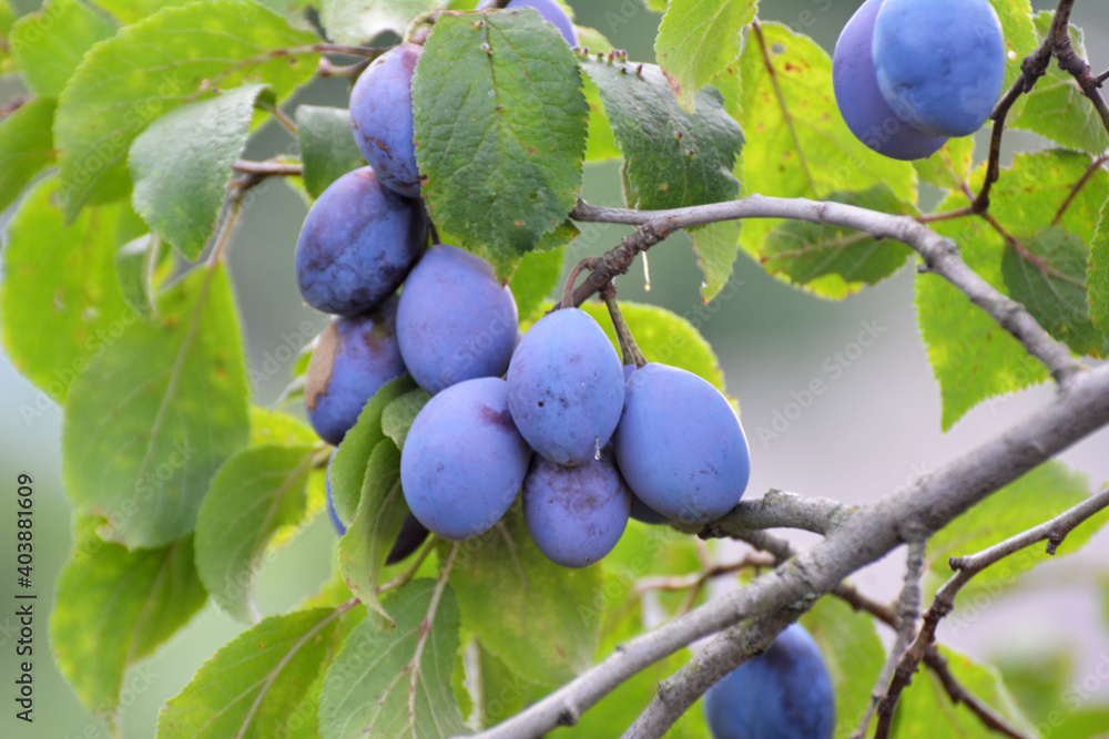 Fototapeta premium Tree branch with ripe plums