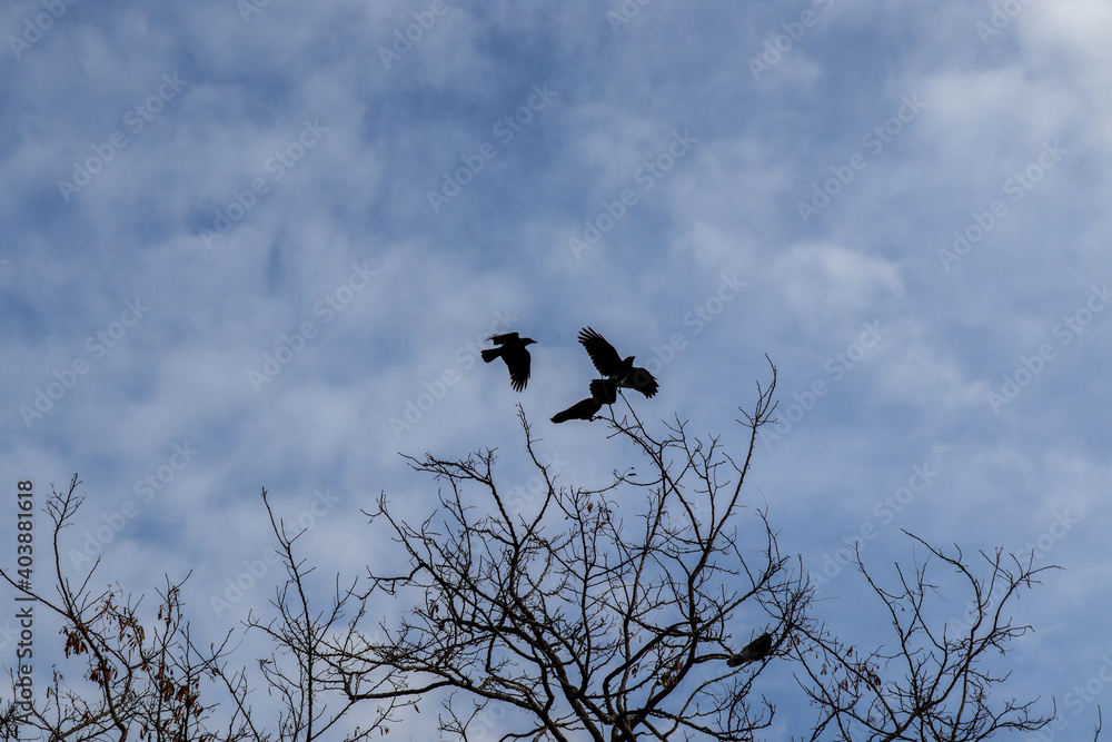 crow on a tree crow on a tree