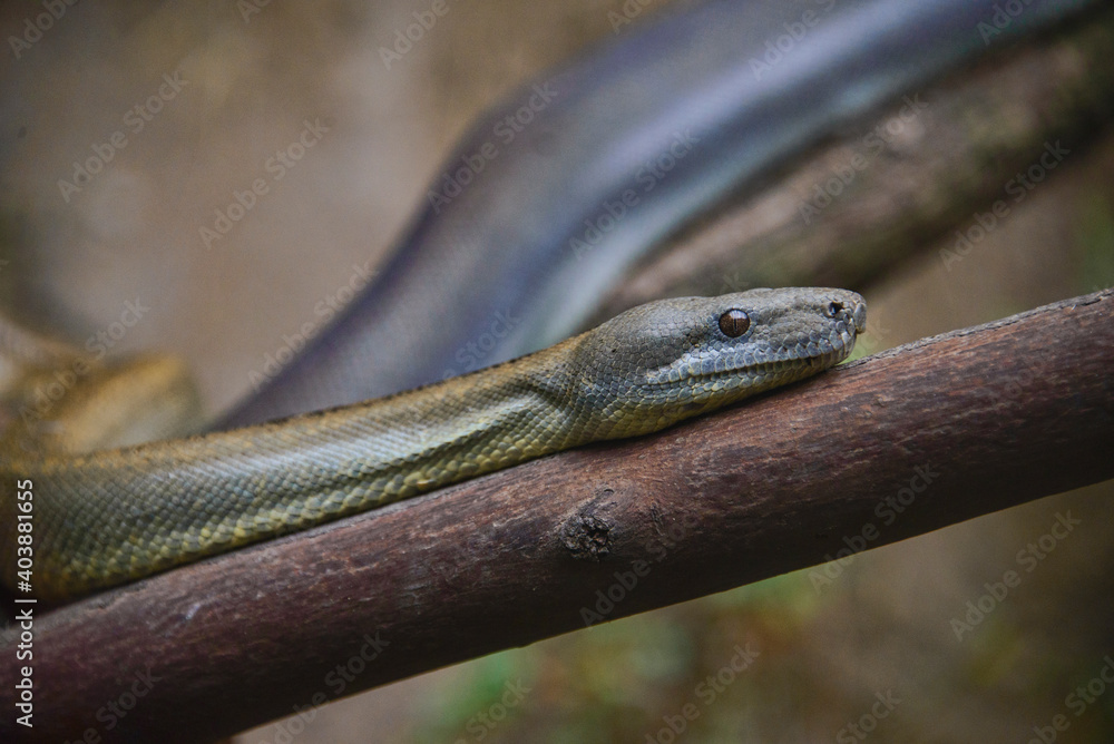 Lojan boa constrictor (Boa ortonii), Ecuador Lojan boa constrictor (Boa ortonii), Ecuador