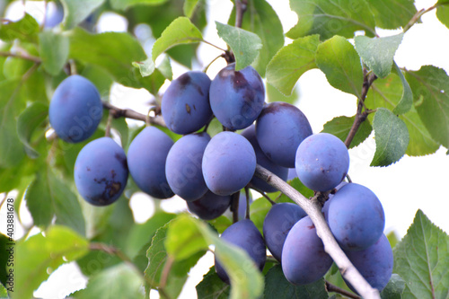 Tree branch with ripe plums