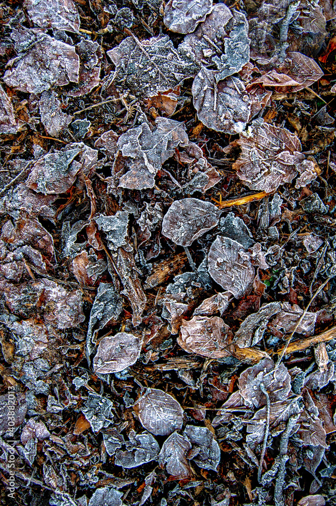 The texture of frozen leaves on a winters day The texture of frozen leaves on a winters day