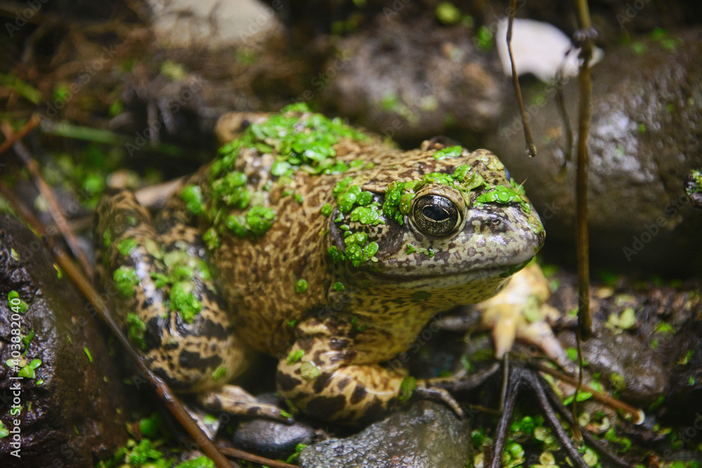 American bullfrog (Lithobates catesbeianus), Amaru Biopark, Cuenca, Ecuador American bullfrog (Lithobates catesbeianus), Amaru Biopark, Cuenca, Ecuador