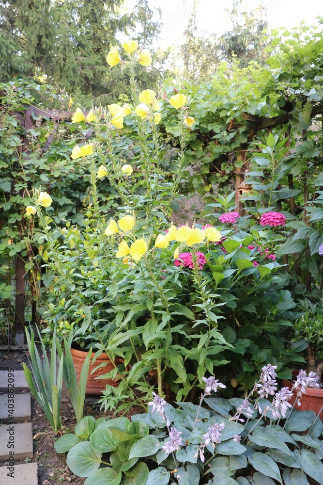 Hosta sieboldiana, common evening primrose and hydrangeas in the garden, Germany Hosta sieboldiana, common evening primrose and hydrangeas in the garden, Germany