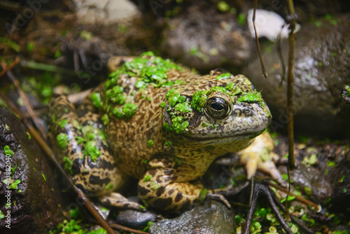 American bullfrog (Lithobates catesbeianus), Amaru Biopark, Cuenca, Ecuador photo