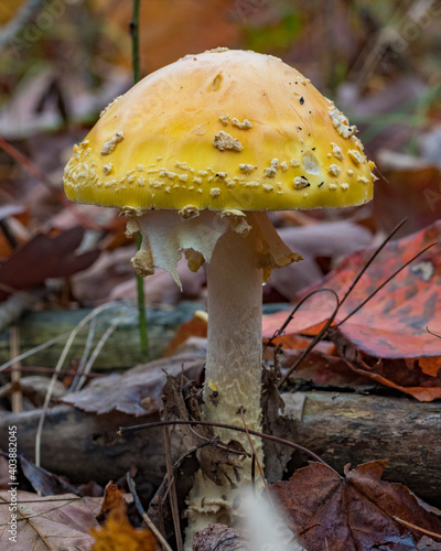 Amanita Muscaria var Guessowii