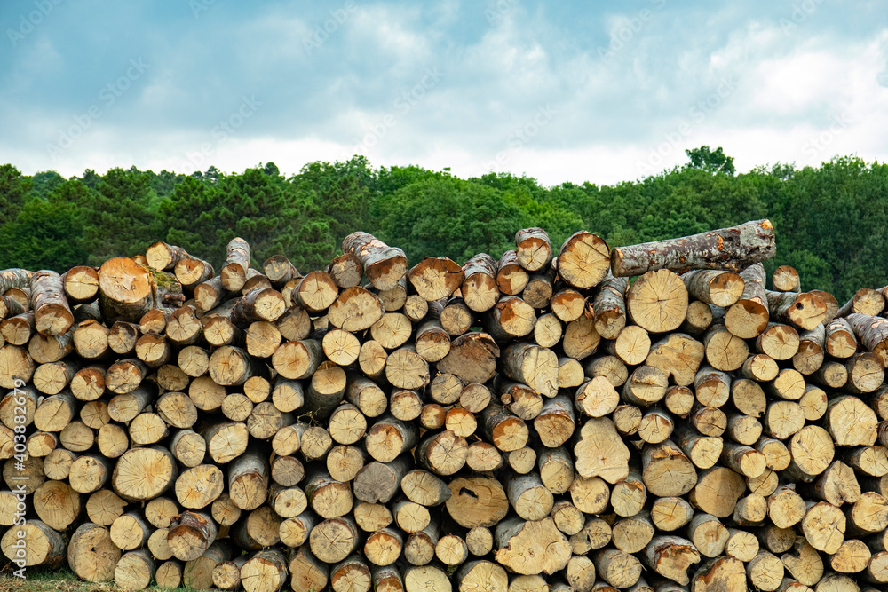 Pile of wood logs in field for forest industry on green trees background.