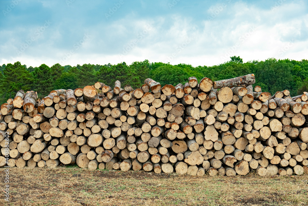 Pile of wood logs in field for forest industry on green trees background.