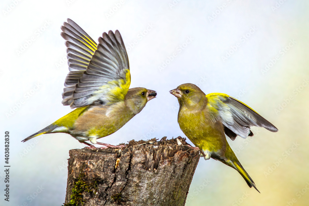 Obraz premium Grünfinken (Carduelis chloris) streiten sich