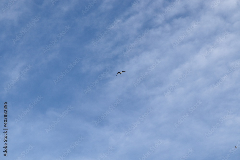 A gull fly in the cloudy blue sky A gull fly in the cloudy blue sky