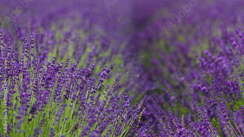 Field of Lavender  Lavandula angustifolia  Lavandula officinalis