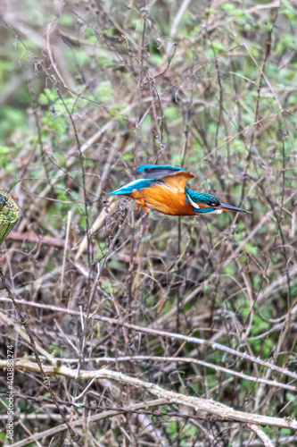 Female common kingfisher, alcedo atthis, in flight from winter branches