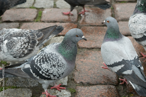 Pigeons in the square. View of gray pigeons on a gray paving stone
