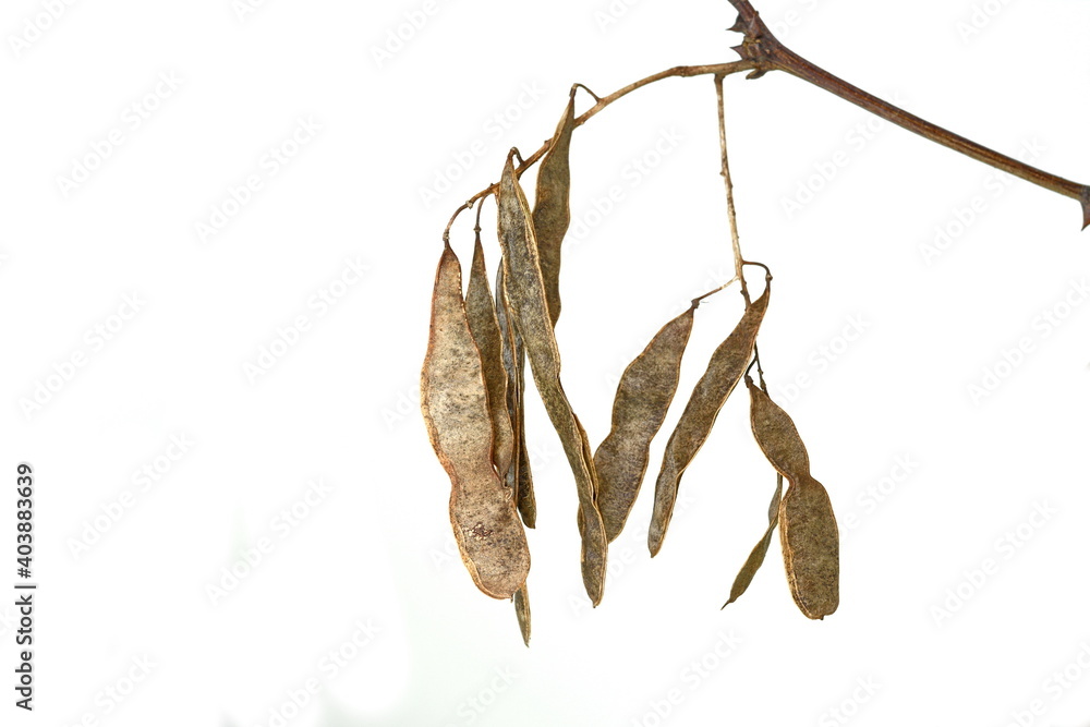 Fototapeta premium acacia seeds isolated on white background