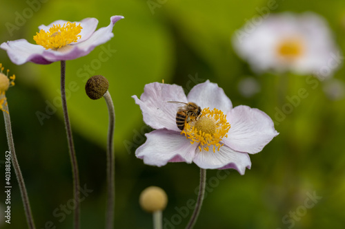 Detailed view. Bee on anemone hupehensis flower.
