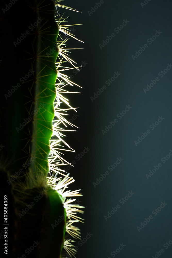 Naklejka premium beleuchteter Kaktus