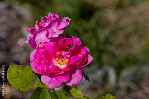 Detailed view. Bee on a purple rose flower.