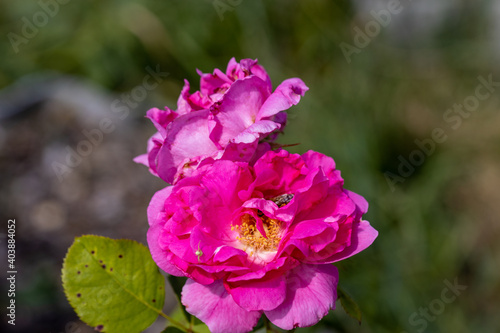 Detailed view. Bee on a purple rose flower.