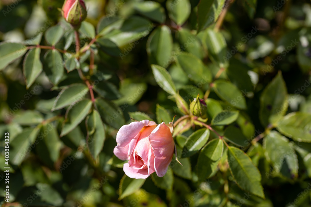 Detailed view. Pink rose flower. Detailed view. Pink rose flower.