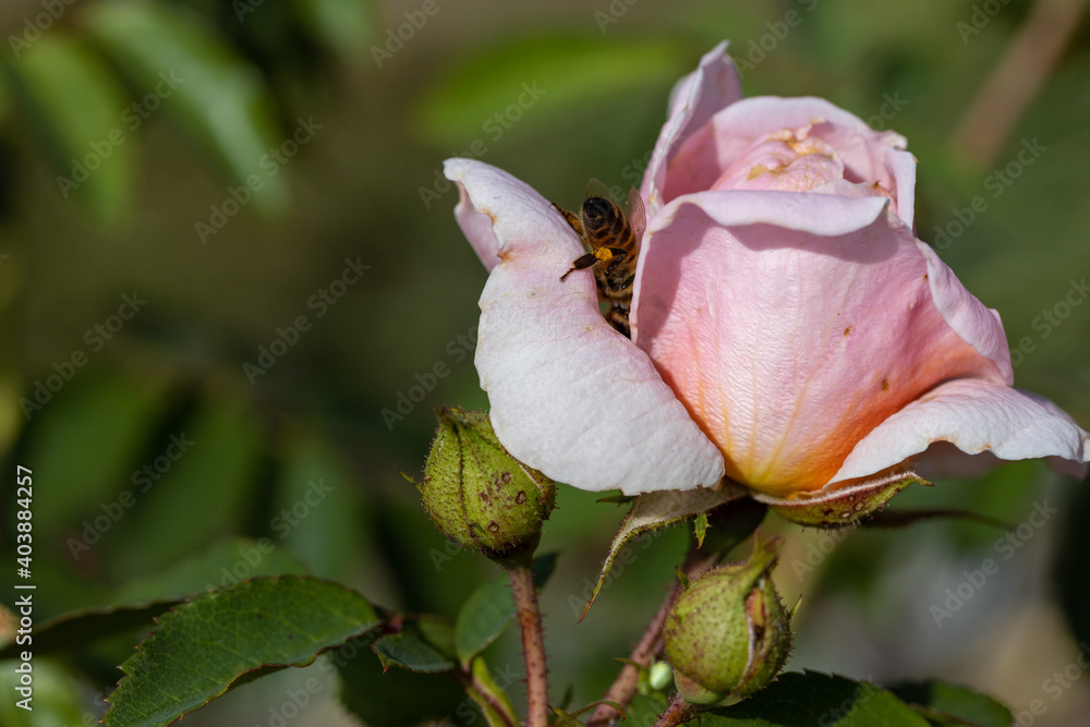 Detailed view. Bee on a pink rose flower. Detailed view. Bee on a pink rose flower.