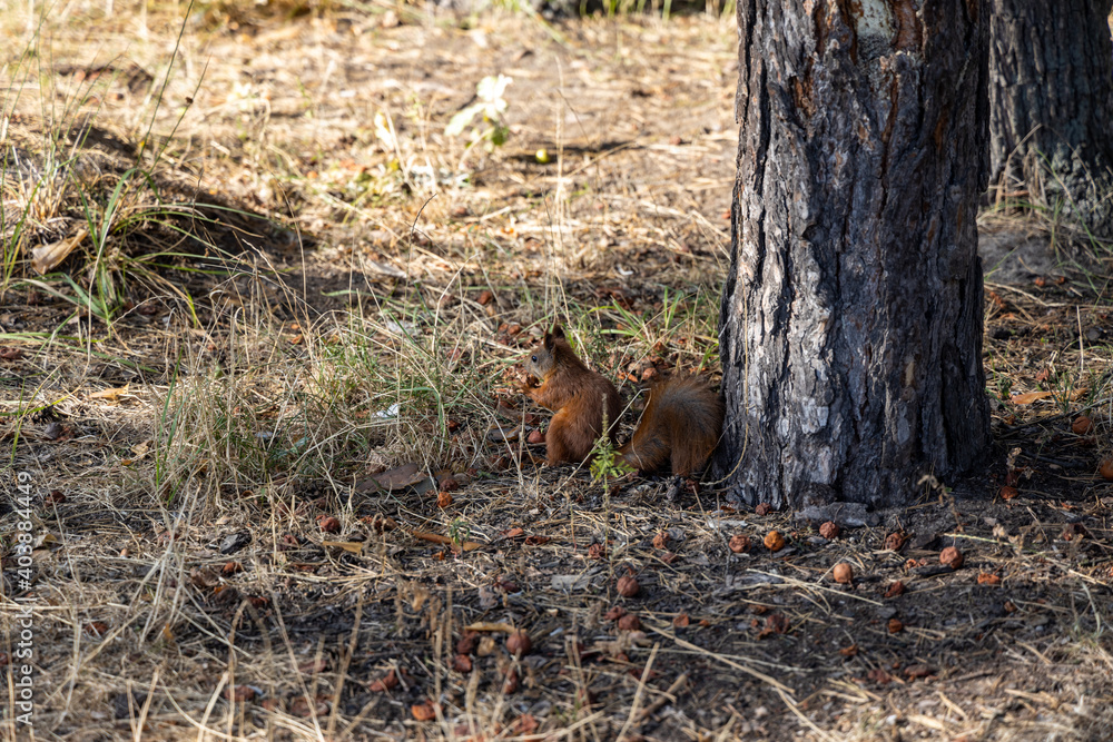 Red squirrel in the park eating nuts on a background of yellow-green grass. Red squirrel in the park eating nuts on a background of yellow-green grass.