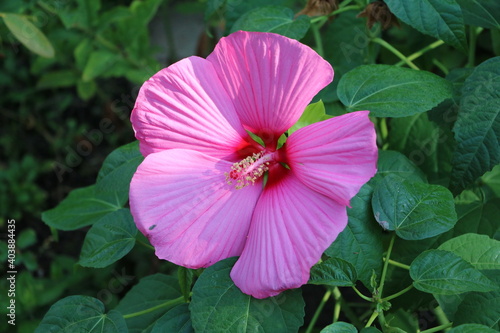 Foto Pink flower of hibiscus moscheutos