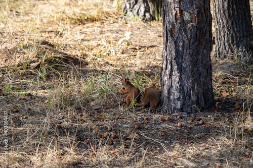 Red squirrel in the park eating nuts on a background of yellow-green grass.