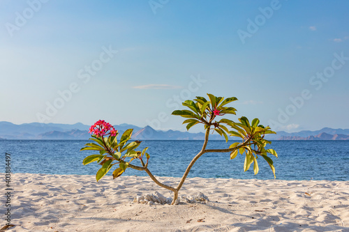 pink flowering tropical bush on a sandy beach in Komodo Nation Park with a mountain range from the mainland in the background at sunrise