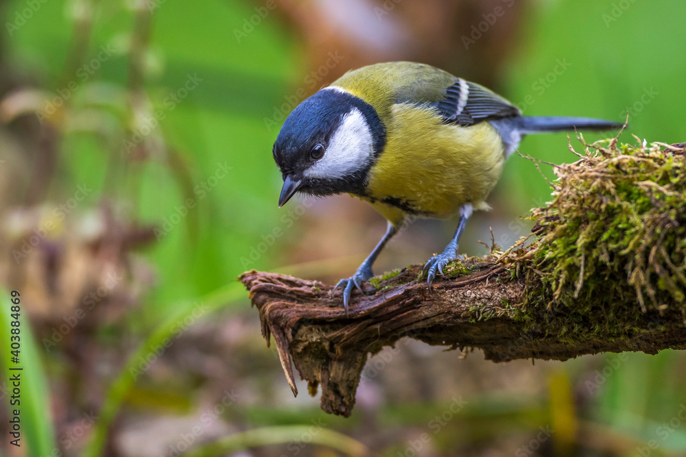 Obraz premium Kohlmeise (parus major)