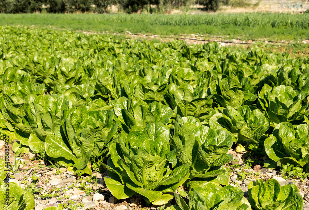 The growing lettuce in the field The growing lettuce in the field