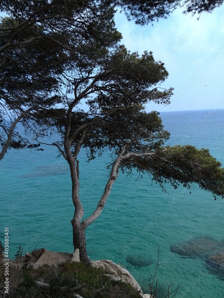 tree at the sea coast of Costa Brava Spain
