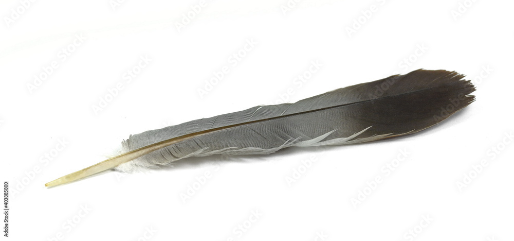 Bird feather isolated on white. Bird feather isolated on white.