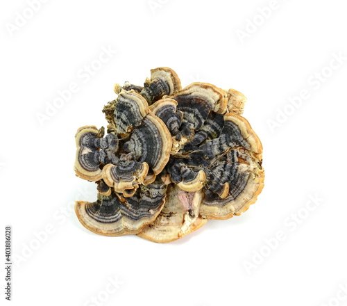 Turkey tail mushroom isolated. Trametes versicolor, also known as coriolus versicolor and polyporus versicolor mushroom, the best natural cure for cancer