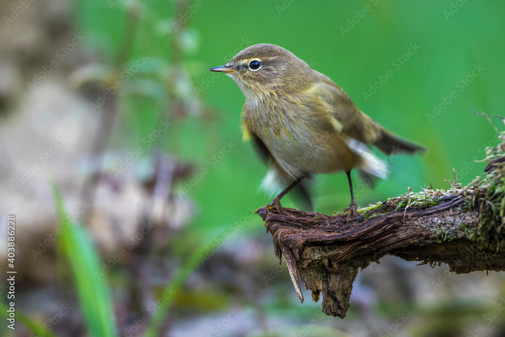 Zilpzalp (Phylloscopus collybita) Zilpzalp (Phylloscopus collybita)
