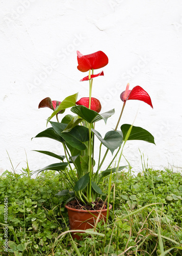 Anthurium in the flowerpot.  Anthurium flower is a heart-shaped flower. Flamingo flowers or Boy flowers Pigtail. Anthurium andraeanum (Araceae or Arum) symbolize hospitality.