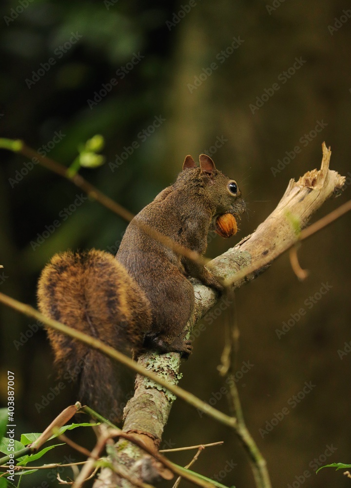 Squirrel Eating Nut Rio de Janeiro Parque Lage Squirrel Eating Nut Rio de Janeiro Parque Lage