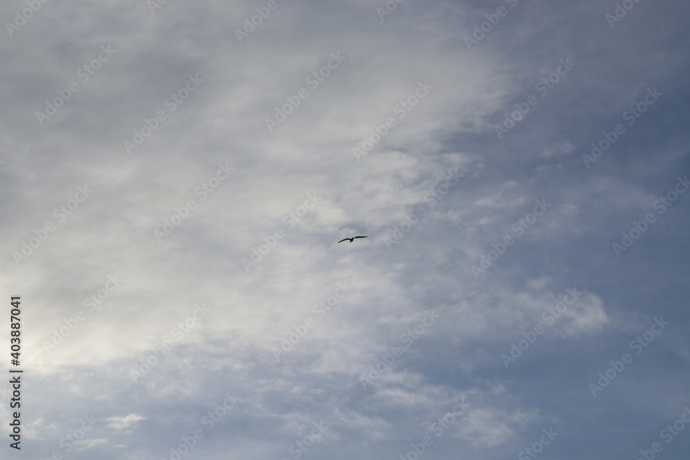 seagull flying in the sky under clouds
