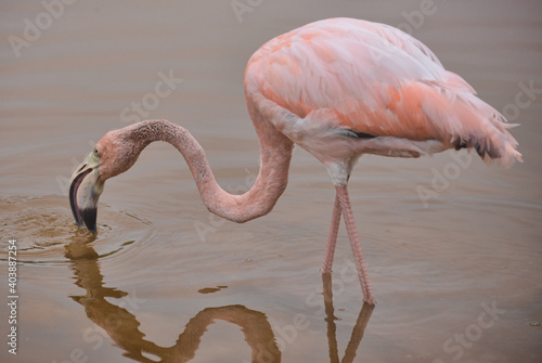 Beautiful Flamingo in Isla Isabela, Galapagos Islands, Ecuador photo