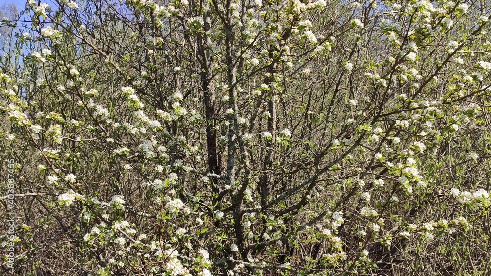 White flowers on a cherry tree. Spring nature. Cherry blossom in garden. White flowers on a cherry tree. Spring nature. Cherry blossom in garden.
