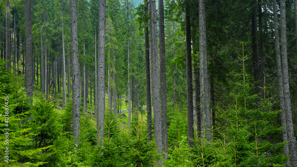 A spruce tree forest in Latorita Mountains during summer season. Carpathia, Romania.