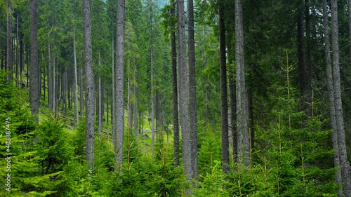 A spruce tree forest in Latorita Mountains during summer season. Carpathia  Romania.