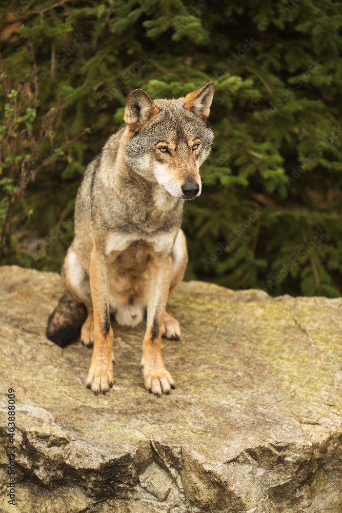 male gray wolf (Canis lupus) watches closely what caught his eye