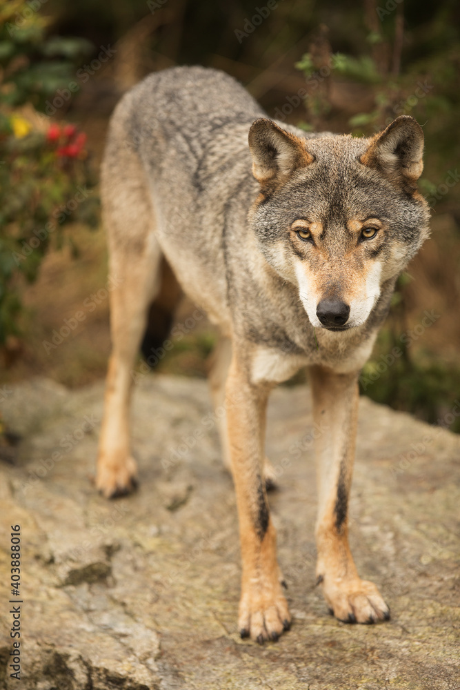 male gray wolf (Canis lupus) looks very closely at what is happening around