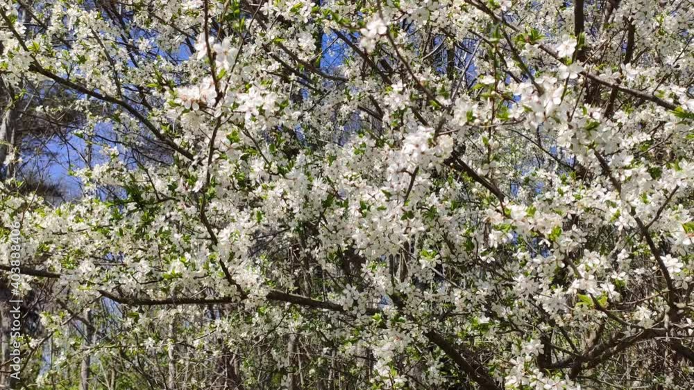 Cherry tree branches with white flowers. Spring blossom. Cherry tree branches with white flowers. Spring blossom.