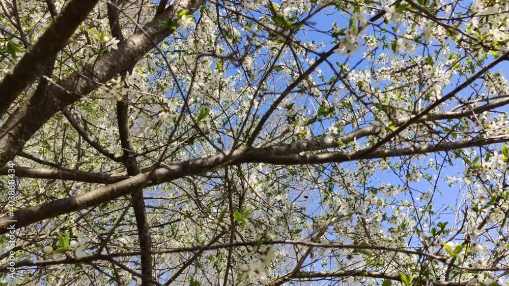 Cherry tree branches with white flowers. Spring blossom. Cherry tree branches with white flowers. Spring blossom.