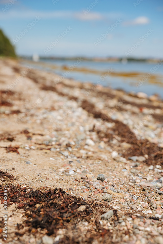 Tall grass and small stones on the beach. Blue sky over sea Tall grass and small stones on the beach. Blue sky over sea
