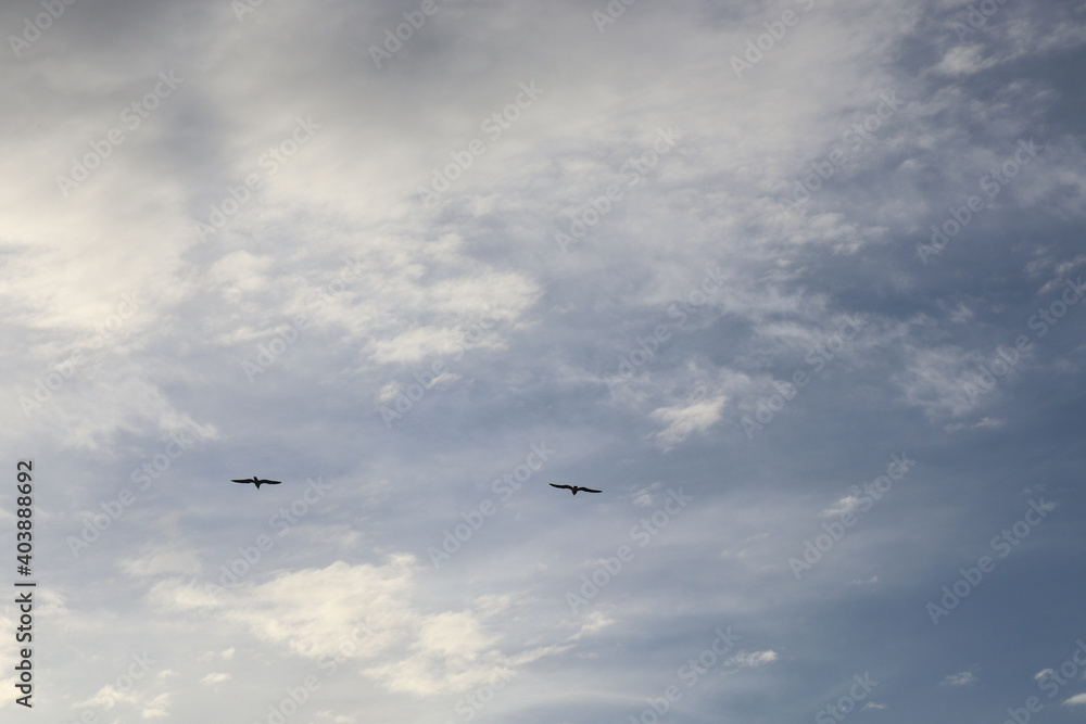 Fototapeta premium seagulls flying in the sky